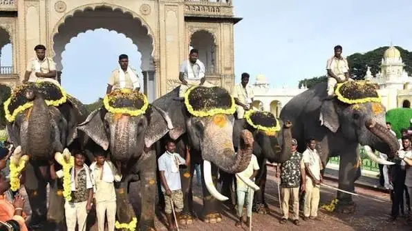 Abhimanyu To Return For 2026 Mysuru Dasara As Nishane Elephant