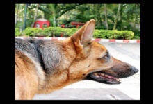 Belgian Sniffer Dogs Deployed to Protect Karnataka Tiger Reserves