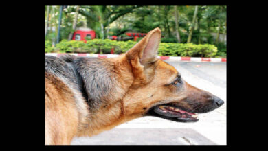 Belgian Sniffer Dogs Deployed to Protect Karnataka Tiger Reserves