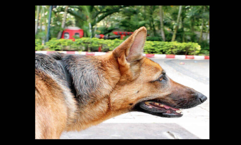 Belgian Sniffer Dogs Deployed to Protect Karnataka Tiger Reserves