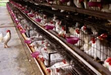 Bengaluru Chicken Shops To Remain Shut For Two Days Over Waste Fee Dispute