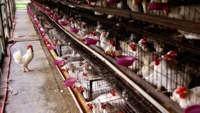 Bengaluru Chicken Shops To Remain Shut For Two Days Over Waste Fee Dispute