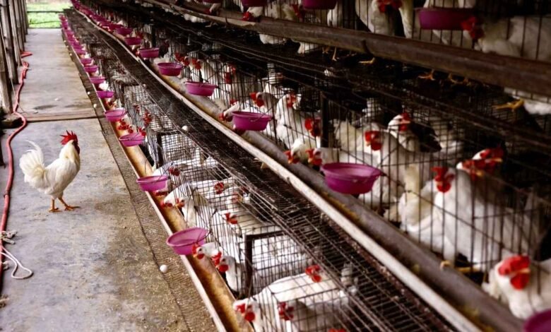 Bengaluru Chicken Shops To Remain Shut For Two Days Over Waste Fee Dispute