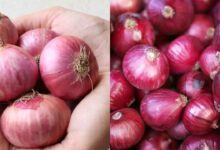Bengaluru Onion Prices Drop to Rs 35 Per Kg as NAFED Brings Relief