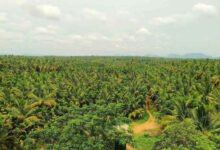 Bidadi Township Land Scam Attempt Involving Fake Family Records