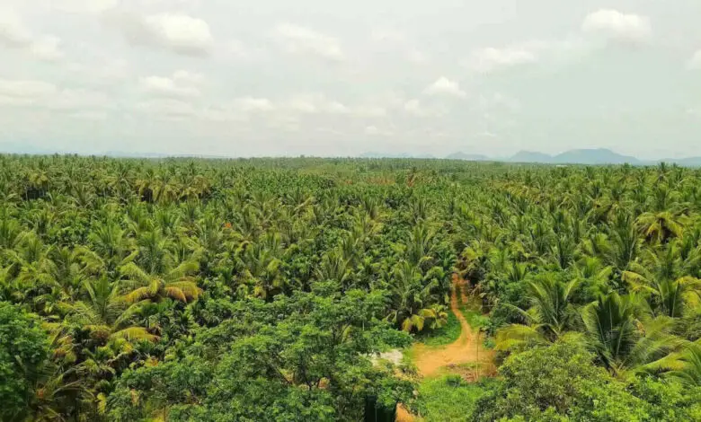 Bidadi Township Land Scam Attempt Involving Fake Family Records