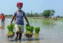 Farmers Targeted in Subsidy Pipe Scam During Drought