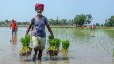 Farmers Targeted in Subsidy Pipe Scam During Drought