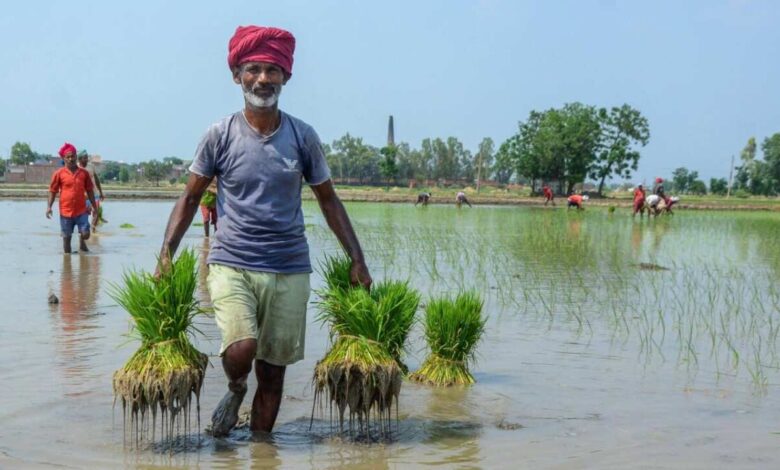 Farmers Targeted in Subsidy Pipe Scam During Drought