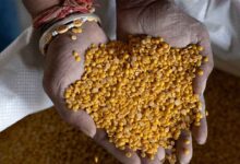 GI Tagged Gulbarga Tur Dal Reaches Maldives Market