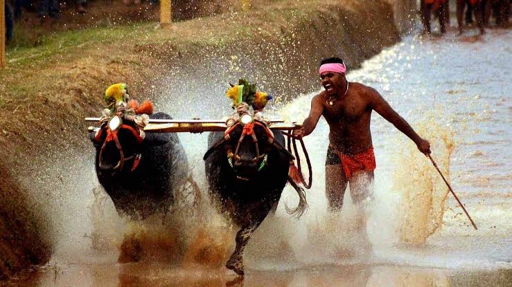 Kambala Association Seeks Rs 5 Crore Government Grant