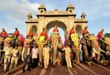 Mysuru Dasara Elephant Mahendra Begins Weight Bearing Training