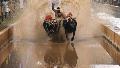Mysuru Dasara to Get Coastal Karnataka Kambala Celebration
