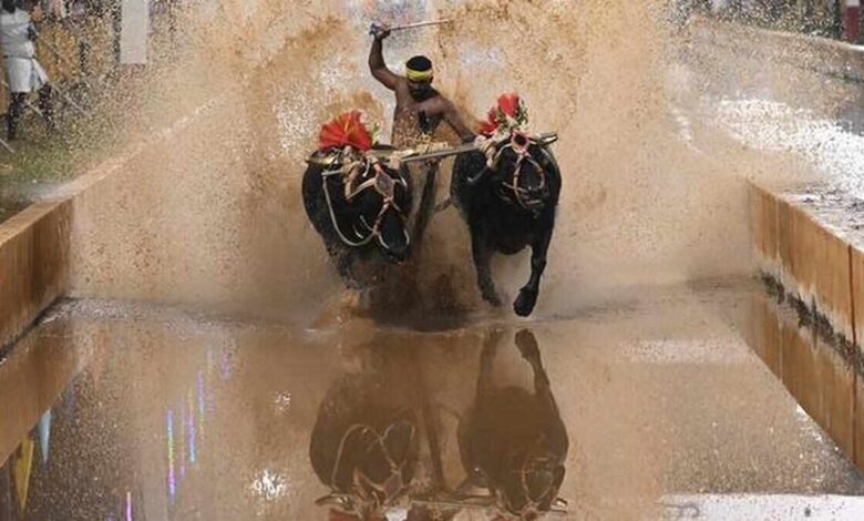 Mysuru Dasara to Get Coastal Karnataka Kambala Celebration