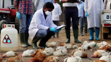 Newcastle Disease Raises Concern Among Poultry Farmers As Chicken Deaths Reported