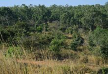 Turahalli Forest Cleanup Removes Over Two Tonnes of Waste in Bengaluru