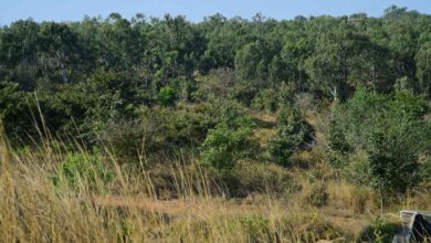 Turahalli Forest Cleanup Removes Over Two Tonnes of Waste in Bengaluru