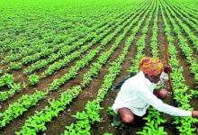 Karnataka Farmers Get MSP Procurement Approval for Soybean Moong and Sunflower