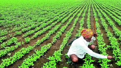 Karnataka Farmers Get MSP Procurement Approval for Soybean Moong and Sunflower