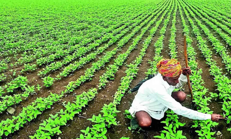 Karnataka Farmers Get MSP Procurement Approval for Soybean Moong and Sunflower