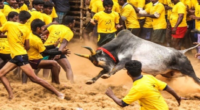 Tamil Nadu Govt issued new Guidelines for Jallikattu events