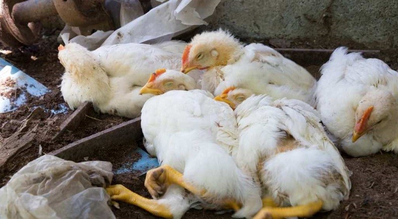Bird flu in Maharashtra: 25,000 chickens to be killed near Mumbai