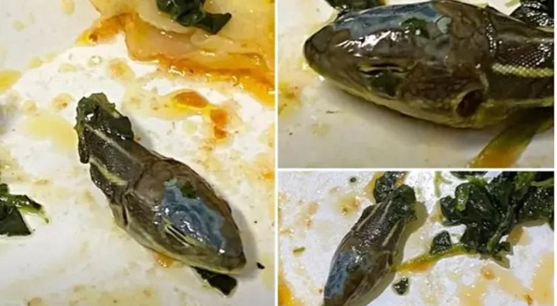 Snake head found in flight meal, catering suspended