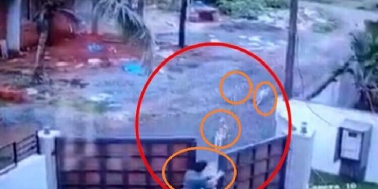 Two boys have a great escape from the attack of street dogs in Kannur