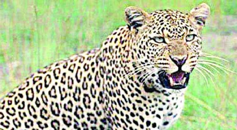 Leopard Attack on 10 year old girl who was picking vegetables in the field