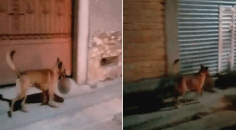 Watch Viral Video: dog roaming in street with human head