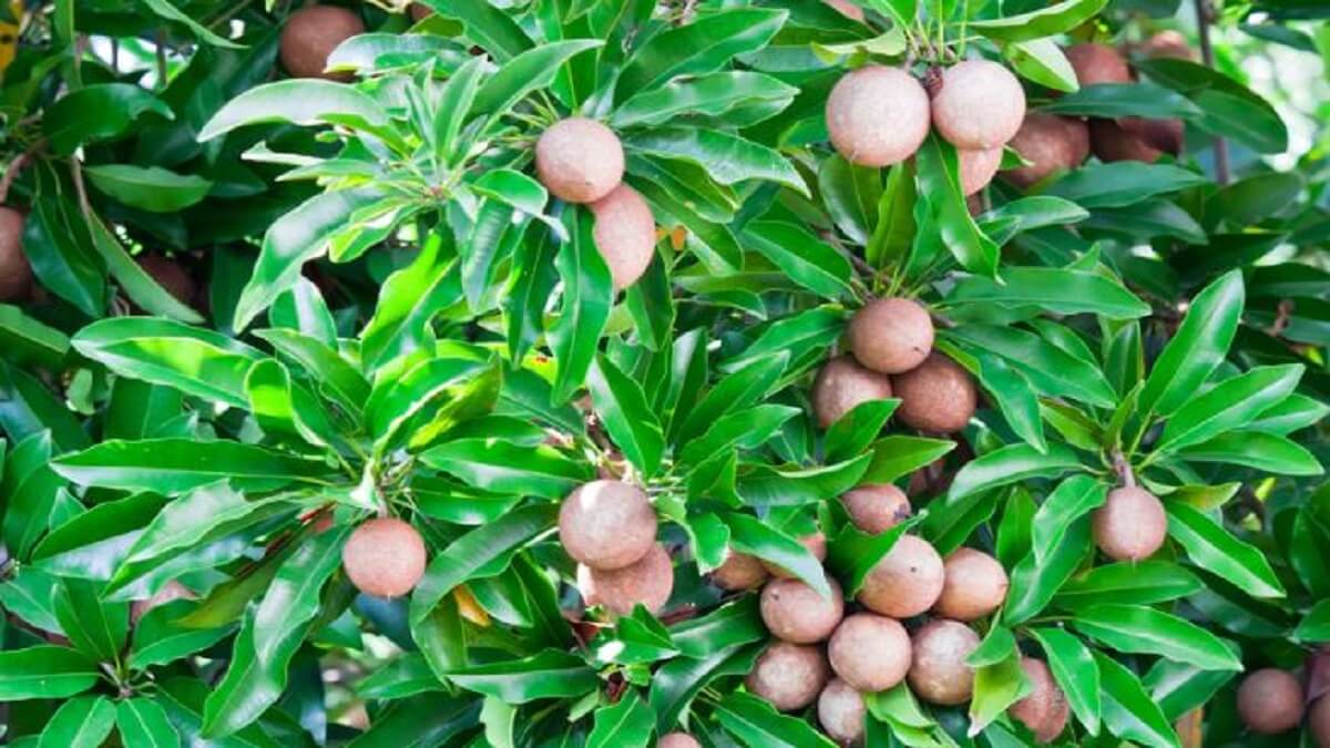 Sapota or Chikoo Fruits Benefits: Consume Chikoo fruit in summer get these health benefits