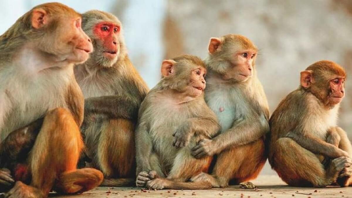 Due to Economic crisis Sri Lanka plans to exporting One lakh endangered monkeys to China