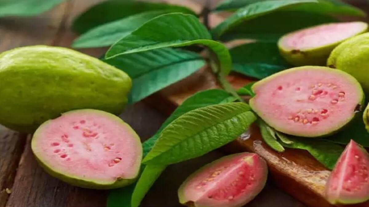 Guava fruits Health Benefits: Guava fruits can controls diabetes