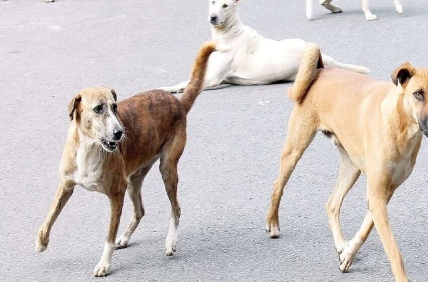 PM Modi Road Show in Bengaluru, Stray Dogs Fear Arrest