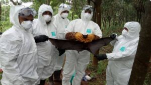 Nipah outbreak in Kerala: Karnataka Health Department issued Strict guidelines 