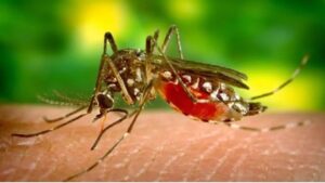 Zika Virus cases rise in Karnataka: Government issued high alert