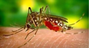 Zika virus in Karnataka: Issued struct guidelines, 5km Containment Zone