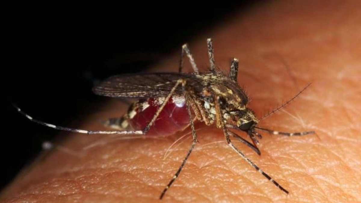 Mosquitoes Fear: Best method to get rid of Mosquitoes in home