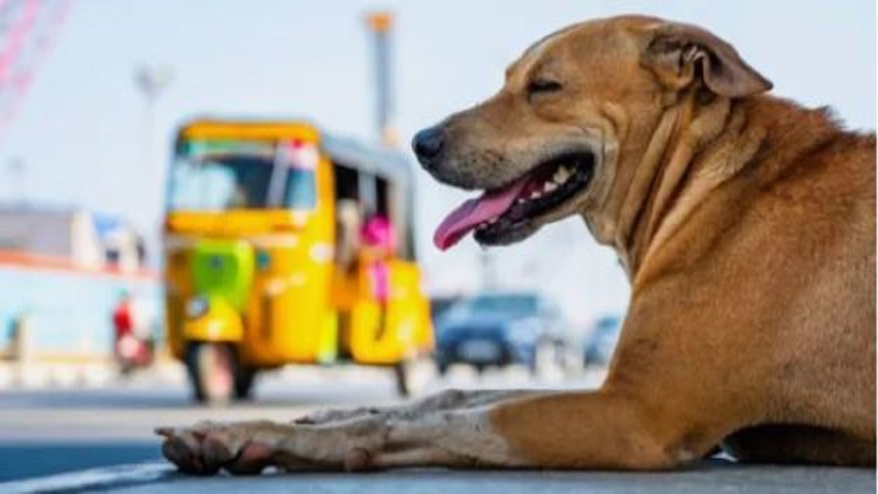 Case filed after alleged gang rape of stray dog in Bellandur