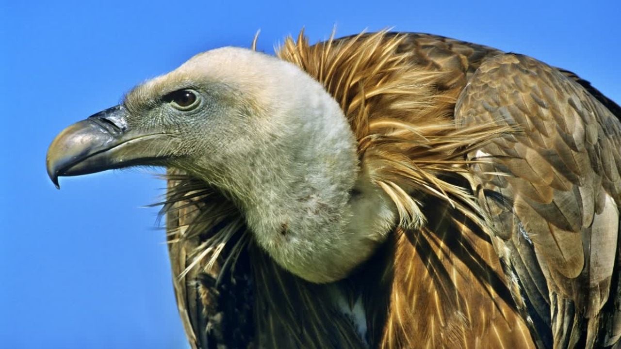 Eurasian Griffon Vulture returns to India after 15,000 km journey