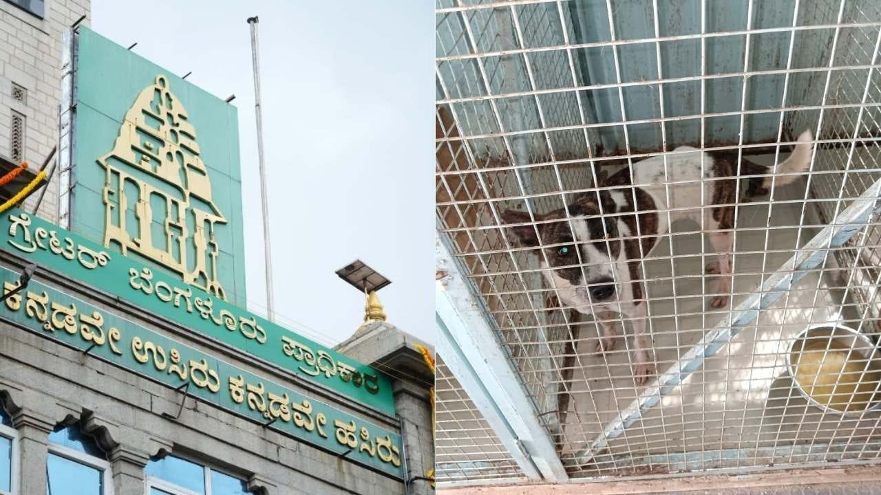 Bengaluru’s street dog ‘biryani plan’ sparks outrage as GBA pushes two-meal scheme
