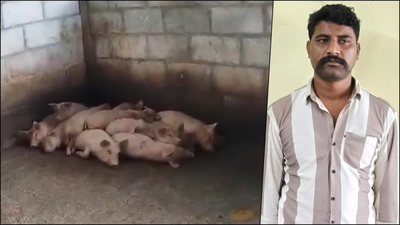 Police solve high-value pig theft, recover ₹3 lakh from accused