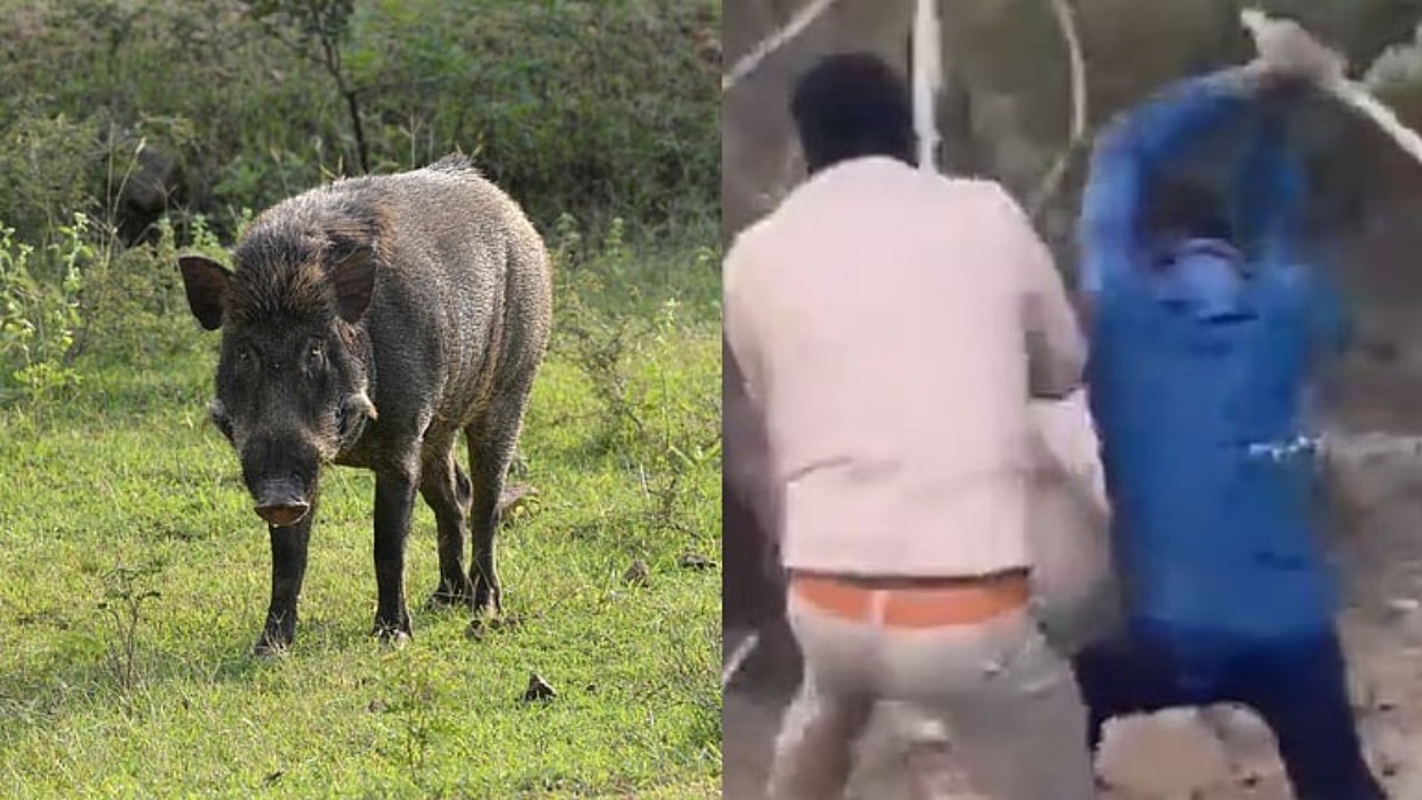 Lucknow: Wild boar attacks forest officer in Uttar Pradesh, shocking video goes viral