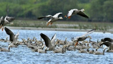 Decline in migratory birds to Mysuru region raises concern among experts