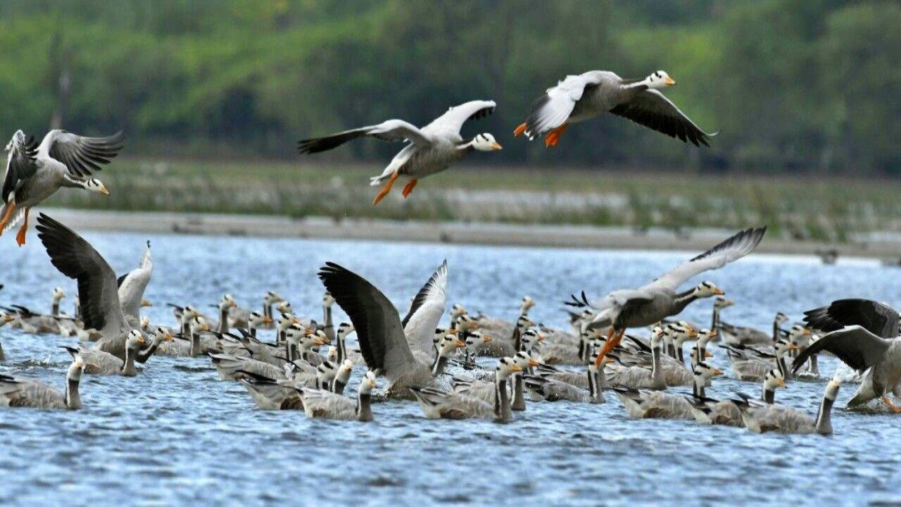 Decline in migratory birds to Mysuru region raises concern among experts