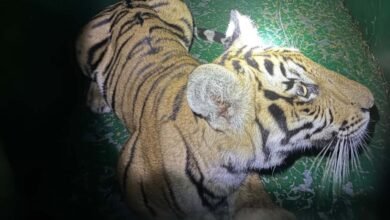 Operation T2 Alpha phase 5 succeeds, 5 of 6 tigers captured