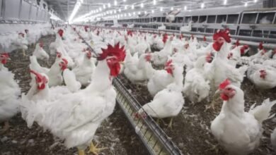 Tamil Nadu poultry strike pushes chicken prices up across Karnataka