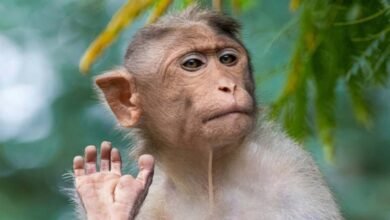 Udupi on alert as monkey deaths spark fears of monkeypox outbreak