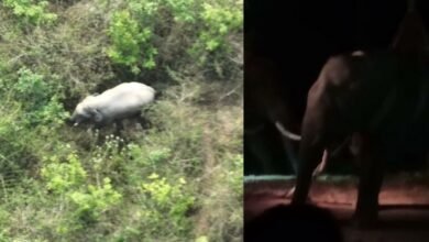 Wild elephant that killed woman captured after marathon operation in Hassan
