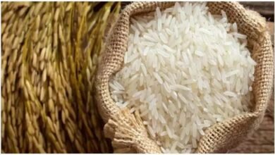 India’s farmers power food security, propel nation to global rice leadership